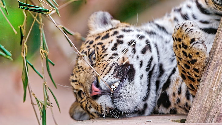 Brauner, weißer und schwarzer Tiger, Leopard, Gesicht, Aggression, Zähne, HD-Hintergrundbild