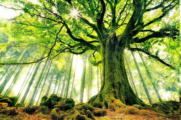 أشجار الزان غابة الطحلب أشعة الشمس طبيعة المناظر الطبيعية فرنسا الجذور الخضراء القديمة، خلفية HD