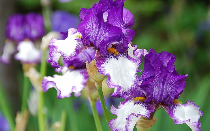 Blumen, Iris, Blume, Lila Blume, HD-Hintergrundbild