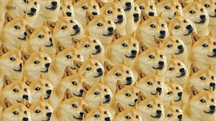 anjing, Doge, wajah, Meme, Wallpaper HD