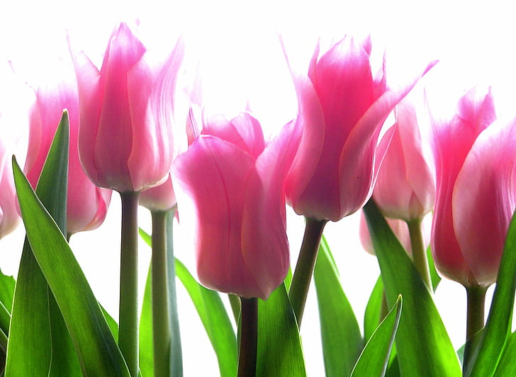 tulipany, bez tytułu, różowy, kwiaty, tulipany, tulipany, bez tytułu, różowy, kwiaty, impresjonistyczny, karta, tulipan, natura, wiosna, kwiat, roślina, głowa kwiatu, piękno natury, bukiet, żółty, pora roku, Tapety HD