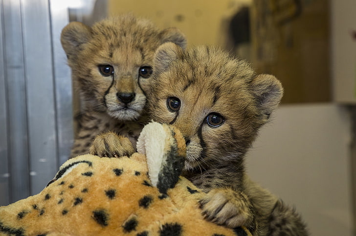 cheetah bayi, predator, imut, Hewan, Wallpaper HD