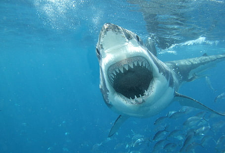 Tubarão debaixo d'água, branco, predador, foto, bonito, tubarão, peixe, debaixo d'água, HD papel de parede HD wallpaper