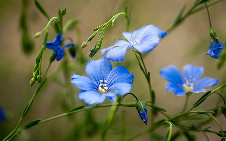 Flores silvestres, flores azules, verano, Flores silvestres, azules, flores, verano, Fondo de pantalla HD