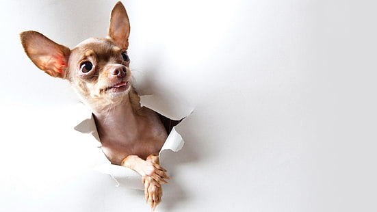 Köpek 8k chihuahua resmi, HD masaüstü duvar kağıdı HD wallpaper