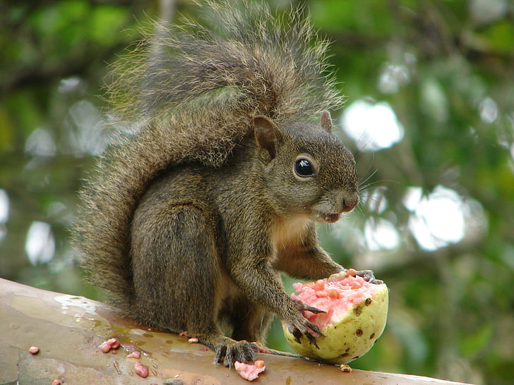 gray squirrel, squirrel, fruit, branch, HD wallpaper