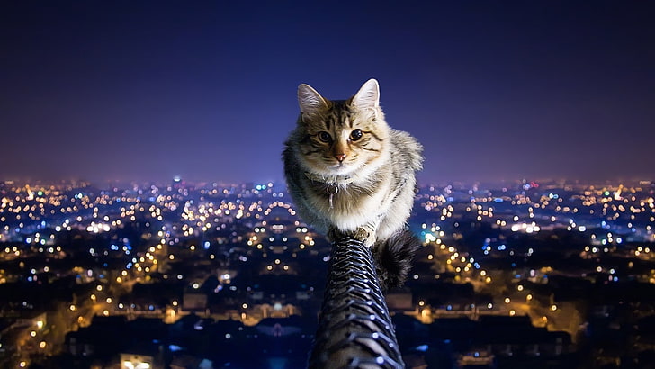paisagens urbanas gatos animais luzes da cidade equilibrar pólo noturno gato doméstico 1920x1080 Animais Gatos HD Art, gatos, paisagens urbanas, HD papel de parede