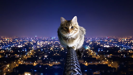 paisajes urbanos gatos animales luces de la ciudad equilibrio poste nocturno gato doméstico 1920x1080 Animales Gatos HD Art, gatos, paisajes urbanos, Fondo de pantalla HD HD wallpaper