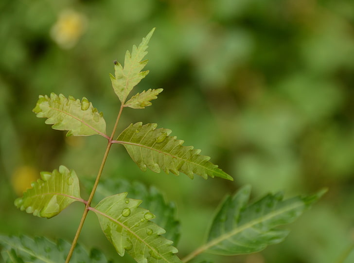 Dew On Leaf, neem plant, Aero, Macro, Green, Leaf, Photography, Rosa, Tapety HD