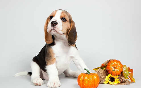 Cani, Beagle, Cane, Cucciolo, Sfondo HD HD wallpaper