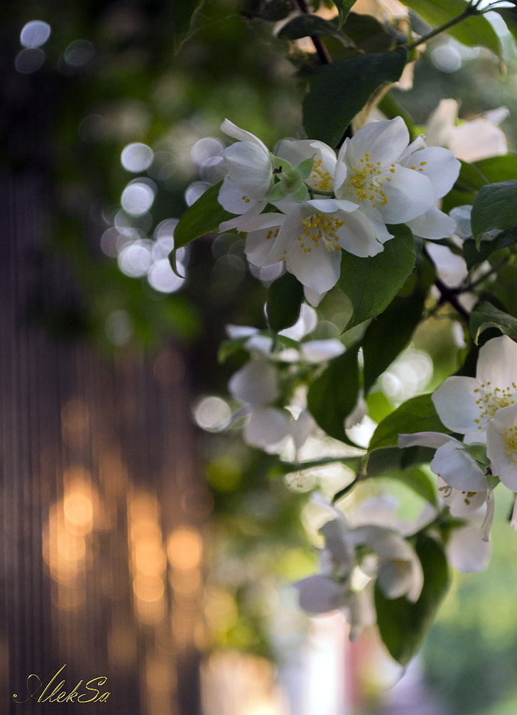гербарий, цветы, лето, белые цветы, HD обои, телефон обои