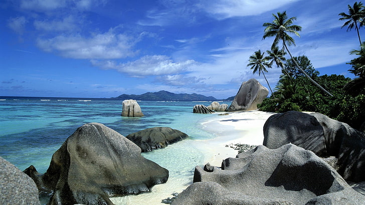 seashore, sea, beach, landscape, nature, palm trees, rock, HD wallpaper