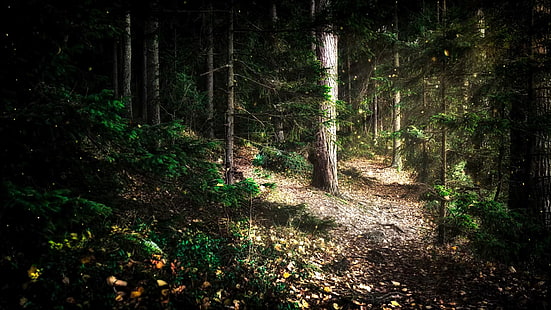 Wintersun, The Forest Seasons, natura, Sfondo HD HD wallpaper
