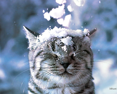 겨울 눈 고양이 동물 눈을 감 으면 1280x1024 동물 고양이 HD 아트, 겨울, 눈, HD 배경 화면 HD wallpaper