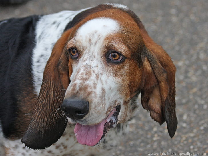 бассет бассет-хаунд Cute Basset Hound Animals Dogs HD Art, собака, бассет, бассет-хаунд, собака, HD обои