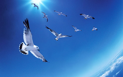 Birds, Seagull, Bird, Sky, HD wallpaper HD wallpaper