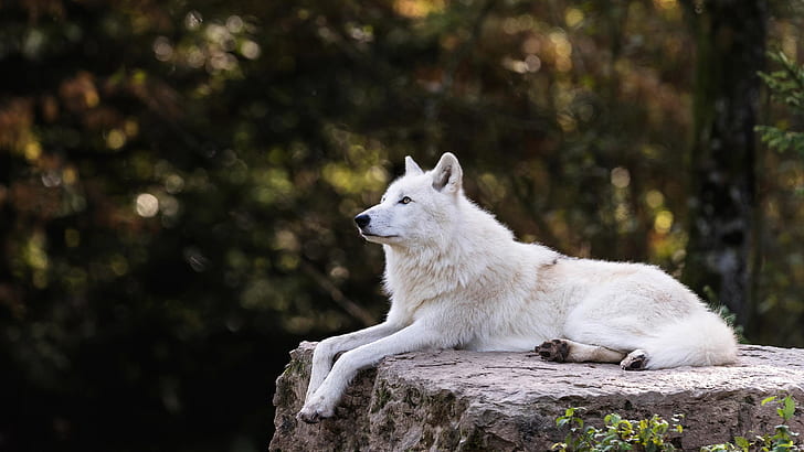 white, trees, branches, nature, the dark background, stone, wolf, lies, profile, zoo, bokeh, Arctic, polar, Arctic wolf, HD wallpaper
