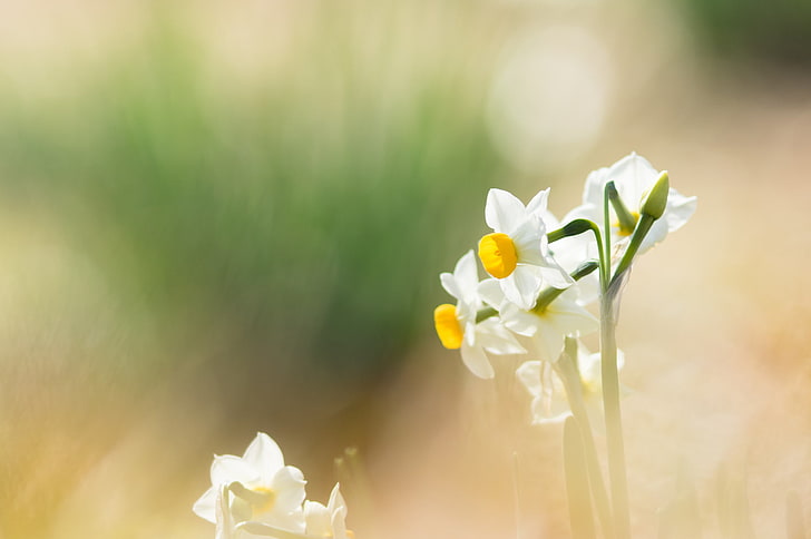ดอกไม้ธรรมชาติแมโครสีสันแดฟโฟดิล, วอลล์เปเปอร์ HD