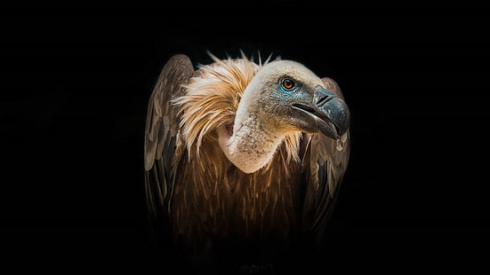 Bird Vulture Wild African Birds Feeding With Extinct Animals Desktop Hd Wallpapers For Mobile Phones And Computer 3840×2160, HD wallpaper HD wallpaper