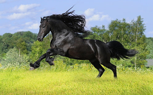 черен кон, кон, бягане, животни, HD тапет HD wallpaper