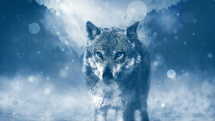 snow, wolf, photo manipulation, HD wallpaper
