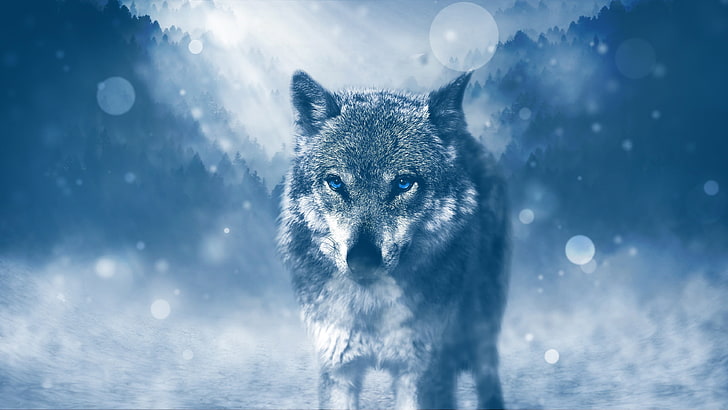 lobo branco e cinza, lobo, manipulação de fotos, neve, azul, frio, HD papel de parede
