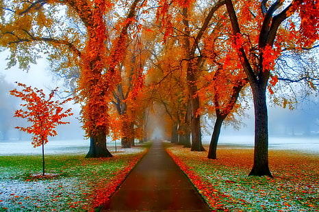 Ноябрь - Польша, дерево, листья, красивые, цвета, зеркальные, блеск, листва, красивые, золотые, сияние, красивые, падающие, ноябрь, осень, HD обои HD wallpaper
