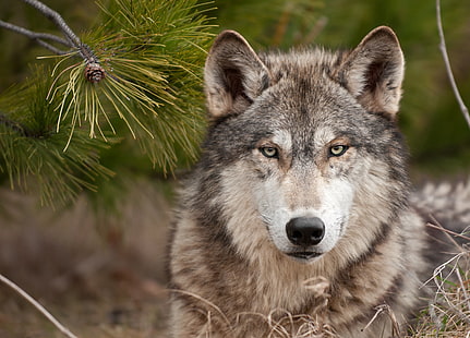 коричневый волк цифровые обои, волк, морда, хищник, шерсть, HD обои HD wallpaper