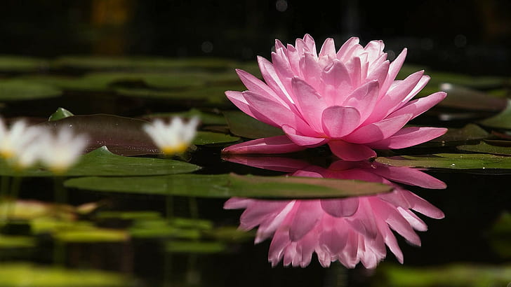Lotus, Flower, Water lilies, Swamp, HD wallpaper