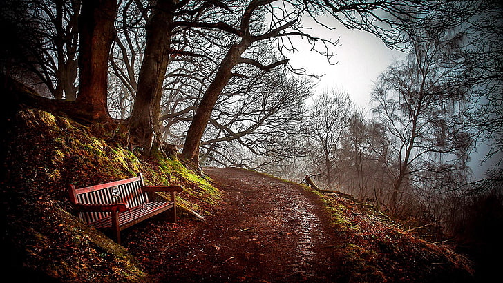 bangku, jalan, hutan, jalan hutan, musim gugur, jalan, kesendirian, kesepian, Wallpaper HD