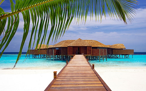 Lily Beach Maldives, plage, nature, lis, maldives, Fond d'écran HD HD wallpaper