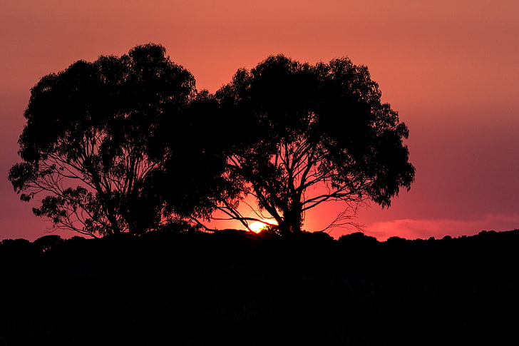 silueta de árboles, puesta de sol, Fondo de pantalla HD