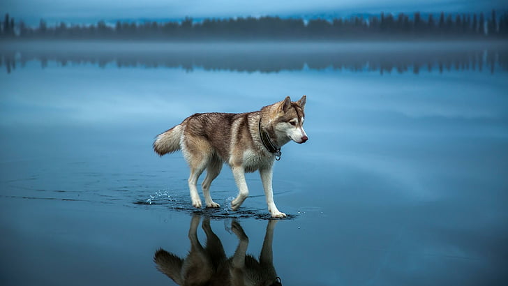 husky, reflected, dog, landscape, waterscape, misty, HD wallpaper
