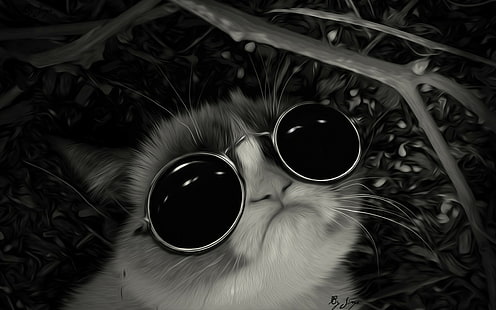 Mürrische Katze, HD-Hintergrundbild HD wallpaper