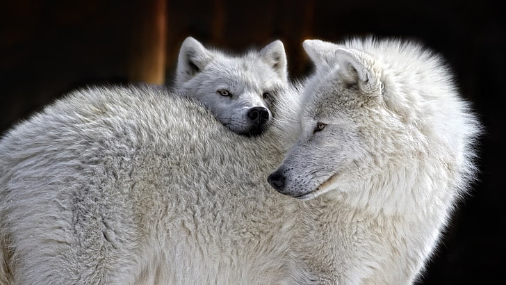 wolf, canis lupus tundrarum, wildlife, alaskan tundra wolf, fur, white wolf, wild animals, HD wallpaper