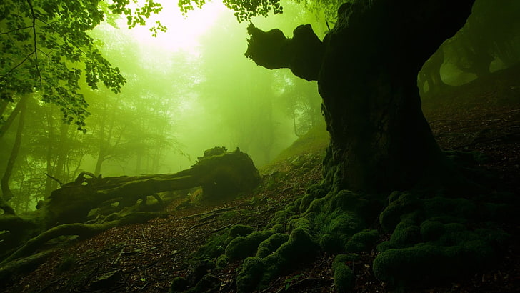 силует на дървета, природа, гора, мъх, мъртви дървета, мъгла, HD тапет