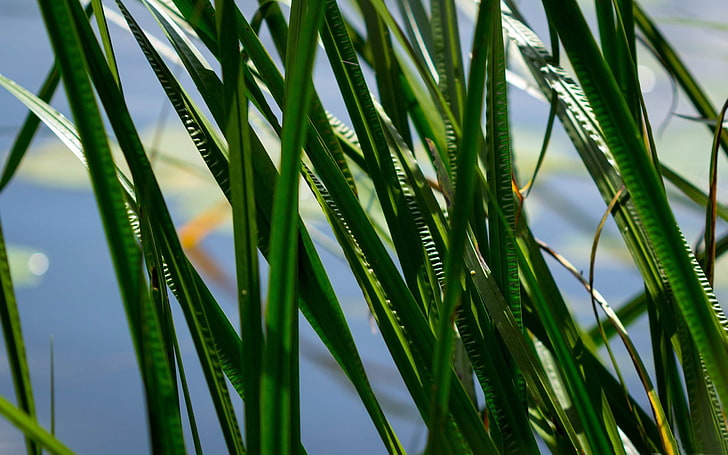 daun di air-Foto HD Wallpaper, rumput hijau di photorgraphy closeup, Wallpaper HD