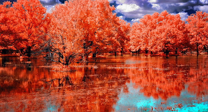 Orange Swamp, Aero, Creative, Orange, Nature, Beautiful, Trees, Dream, Amazing, Reflection, HD wallpaper