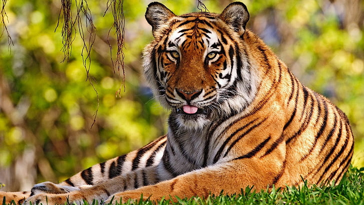коричневый тигр картинки, тигр, трава, сидит, онге, большая кошка, HD обои