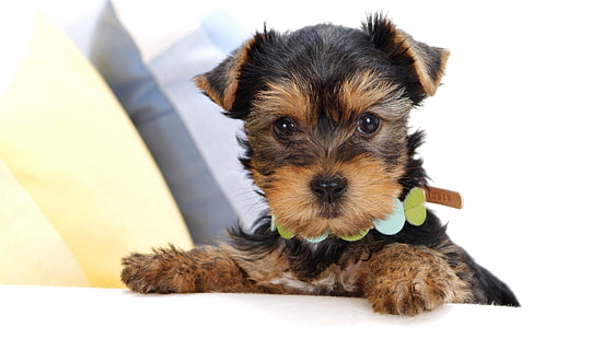 anjing, anak anjing, imut, lucu, manis, yorkshire terrier, terrier, Wallpaper HD HD wallpaper