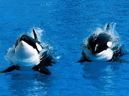 Orcas, océano, orcas, agua, ballena, Fondo de pantalla HD HD wallpaper