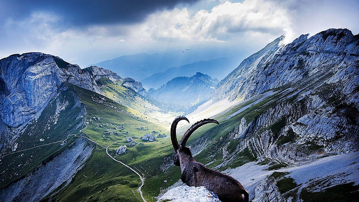 natureza, paisagem, montanhas, cabras, Suíça, chifres, HD papel de parede