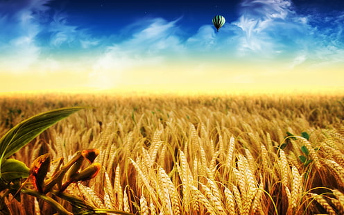 Золотые пшеничные поля, Голден, Пшеница, HD обои HD wallpaper