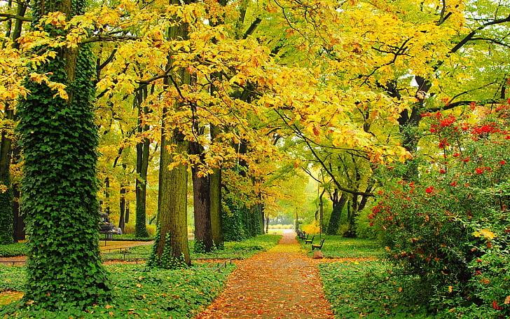 Autunno, parco, alberi, foglie gialle, sentieri, panchine, autunno, parco, alberi, gialli, foglie, sentieri, panchine, Sfondo HD