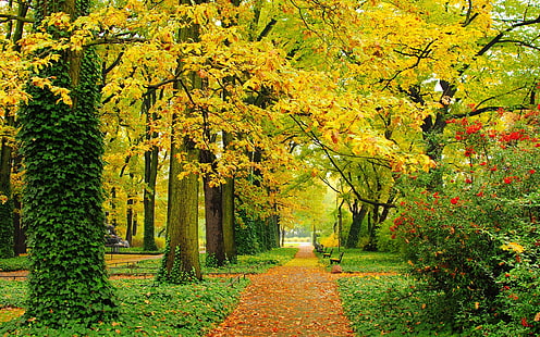 Musim gugur, taman, pohon, daun kuning, jalan, bangku, Musim gugur, Taman, Pohon, Kuning, Daun, Jalan, Bangku, Wallpaper HD HD wallpaper