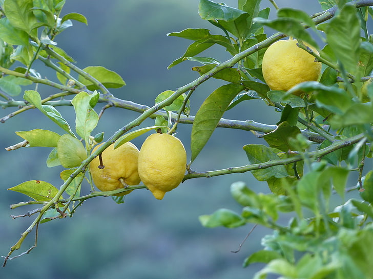 three yellow lemons, lemons, fruit, tree, branch, HD wallpaper