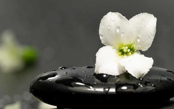 белый цветок с лепестками, цветок, камень, терапия, аромат, HD обои