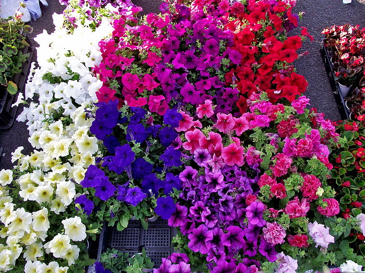 assorted-color flower lot, petunia, flowers, bright, colorful, HD wallpaper
