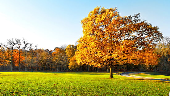 Есенни дървета, красива градина, жълти листа, зелена трева, слънчева светлина, Есен, Дървета, Красива, Градина, Жълто, Листа, Зелено, Трева, Слънчева светлина, HD тапет HD wallpaper