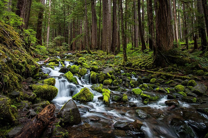 forest, trees, stream, stones, moss, Washington, Olympic National Park, Sol Duc Valley, Clallam County, HD wallpaper